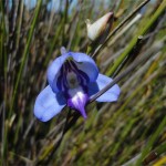Blue Disa, Swartkop. Table Mountain Treks and Tours. Guided Hikes.
