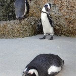 African Penguins, Boulders Beach. Table Mountain Treks and Tours. Guided Hikes.