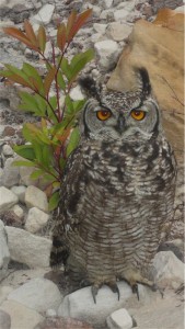 Spotted Eagle-Owl, Table Mountain. Table Mountain Treks and Tours. Hiking Trails.