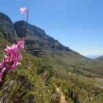 Contour Path, Table Mountain. Table Mountain Treks and Tours. Guided Hikes.